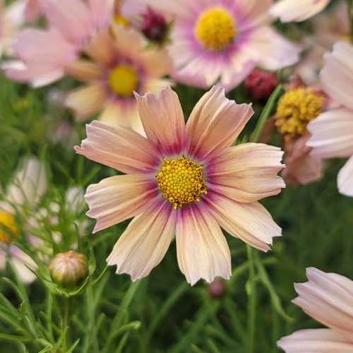 Cosmos bipinnatus, 'Apricot Lemonade' grown sustainably and plastic free in my back garden, carbon neutral Organic Plant Nursery