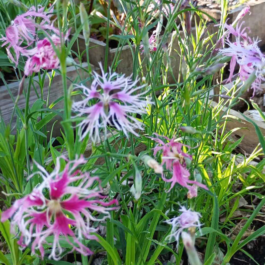 Dianthus 'Rainbow Loveliness' grown sustainably and plastic free in my back garden, carbon neutral Organic Plant Nursery