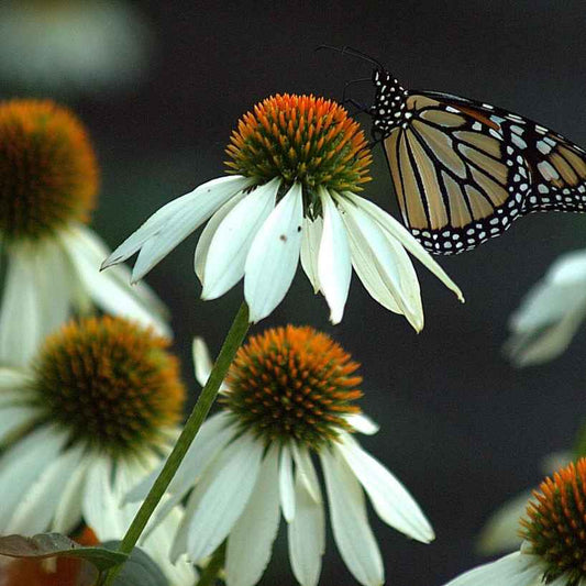 Echinacea Purpurea 'White Swan' grown sustainably and plastic free in my back garden, carbon neutral Organic Plant Nursery