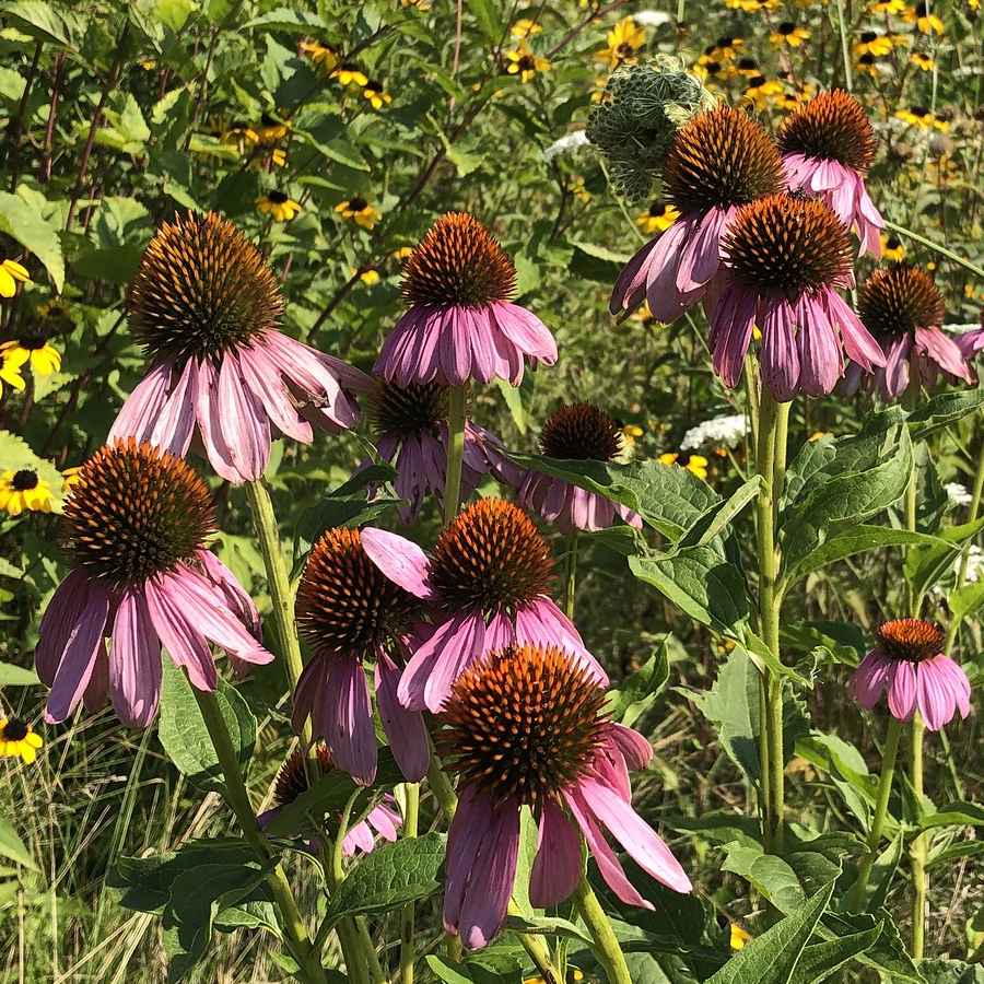 Echinacea Purpurea grown sustainably and plastic free in my back garden, carbon neutral Organic Plant Nursery