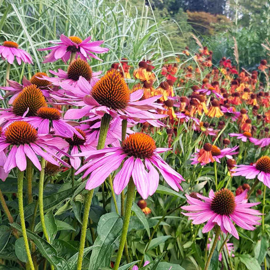 Echinacea Purpurea grown sustainably and plastic free in my back garden, carbon neutral Organic Plant Nursery