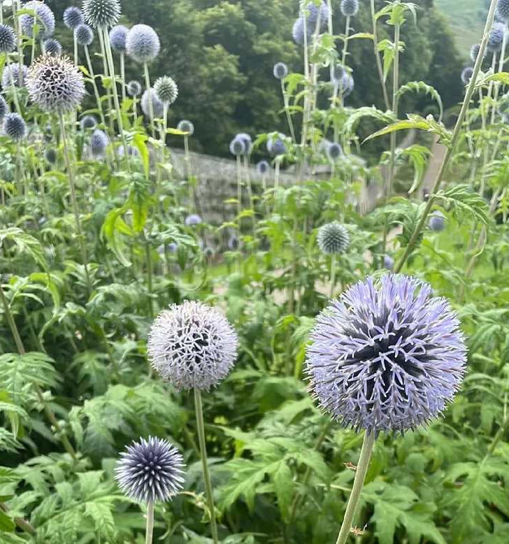 Echinops Ritro
