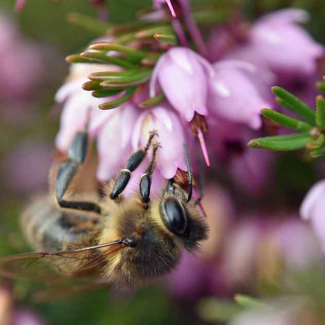 Erica Carnea - Winter Flowering Heather grown sustainably and plastic free in my back garden, carbon neutral Organic Plant Nursery