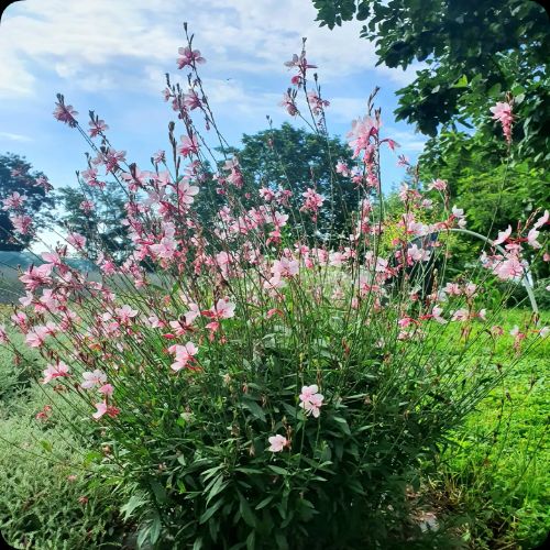 Gaura Pink Bouquet grown sustainably at organic plant nursery