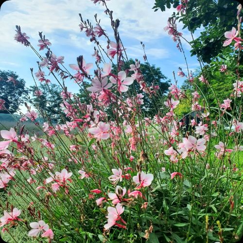 Gaura Pink Bouquet grown sustainably at organicplantnursery