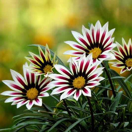 Gazania Rigens Kiss White Flame grown sustainably and plastic free in my back garden, carbon neutral Organic Plant Nursery