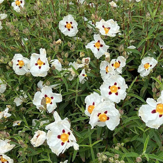 Gum rockrose grown at Organic Plant Nursery - White flowers with yellow centers and red spots, on a perennial with sticky foliage