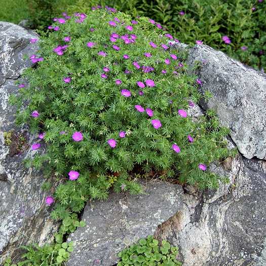 Hardy Geranium sanguineum ‘Vision Violet’ grown sustainably and plastic free in my back garden, carbon neutral Organic Plant Nursery