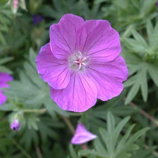 Hardy Geranium sanguineum ‘Vision Violet’ grown sustainably and plastic free in my back garden, carbon neutral Organic Plant Nursery