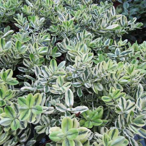 Variegated Hebe grown sustainably and plastic free in my back garden, carbon neutral Organic Plant Nursery
