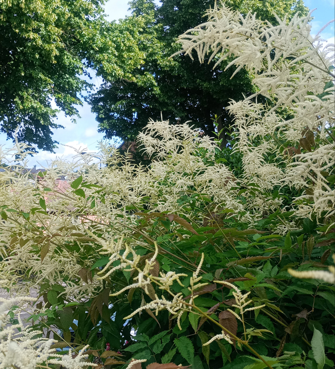Astilbe