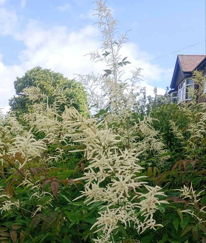 Astilbe
