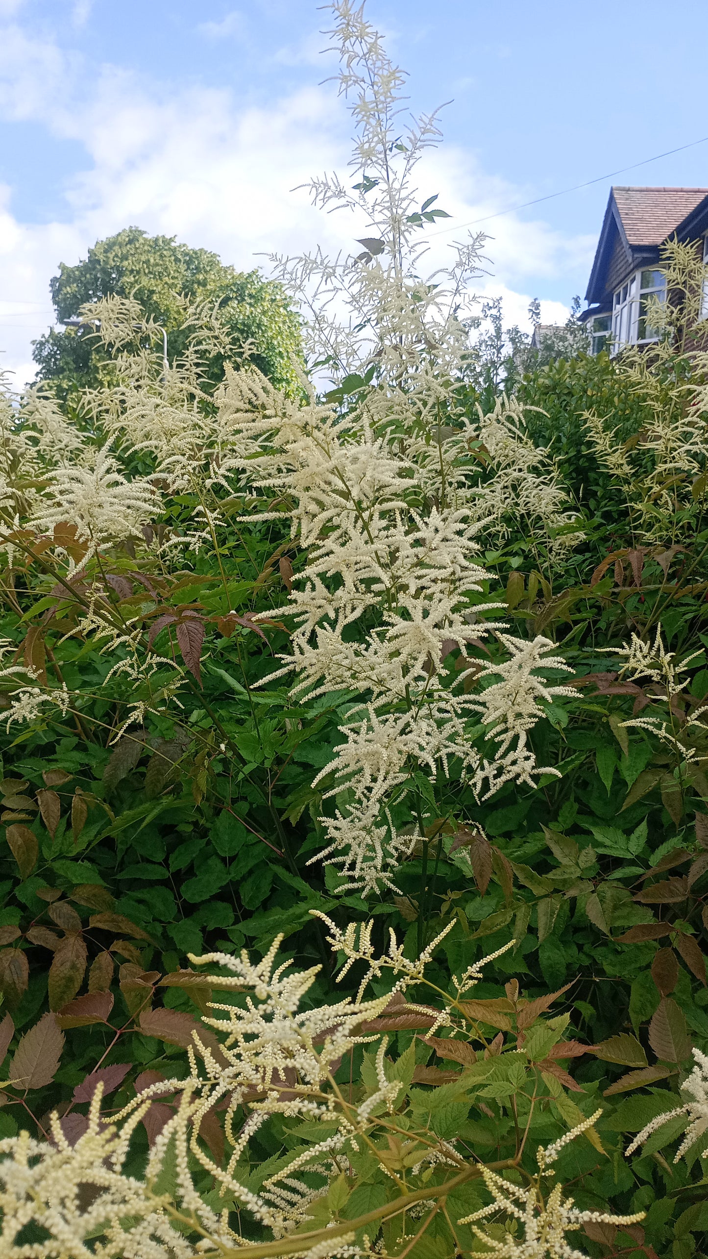 Astilbe