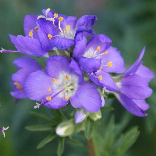 Polemonium Blue Pearl grown sustainably and plastic free in my back garden, carbon neutral Organic Plant Nursery