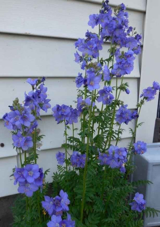 Polemonium Blue Pearl grown sustainably and plastic free in my back garden, carbon neutral Organic Plant Nursery