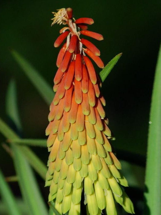 Kniphofia 'traffic lights' - organic plant nursery
