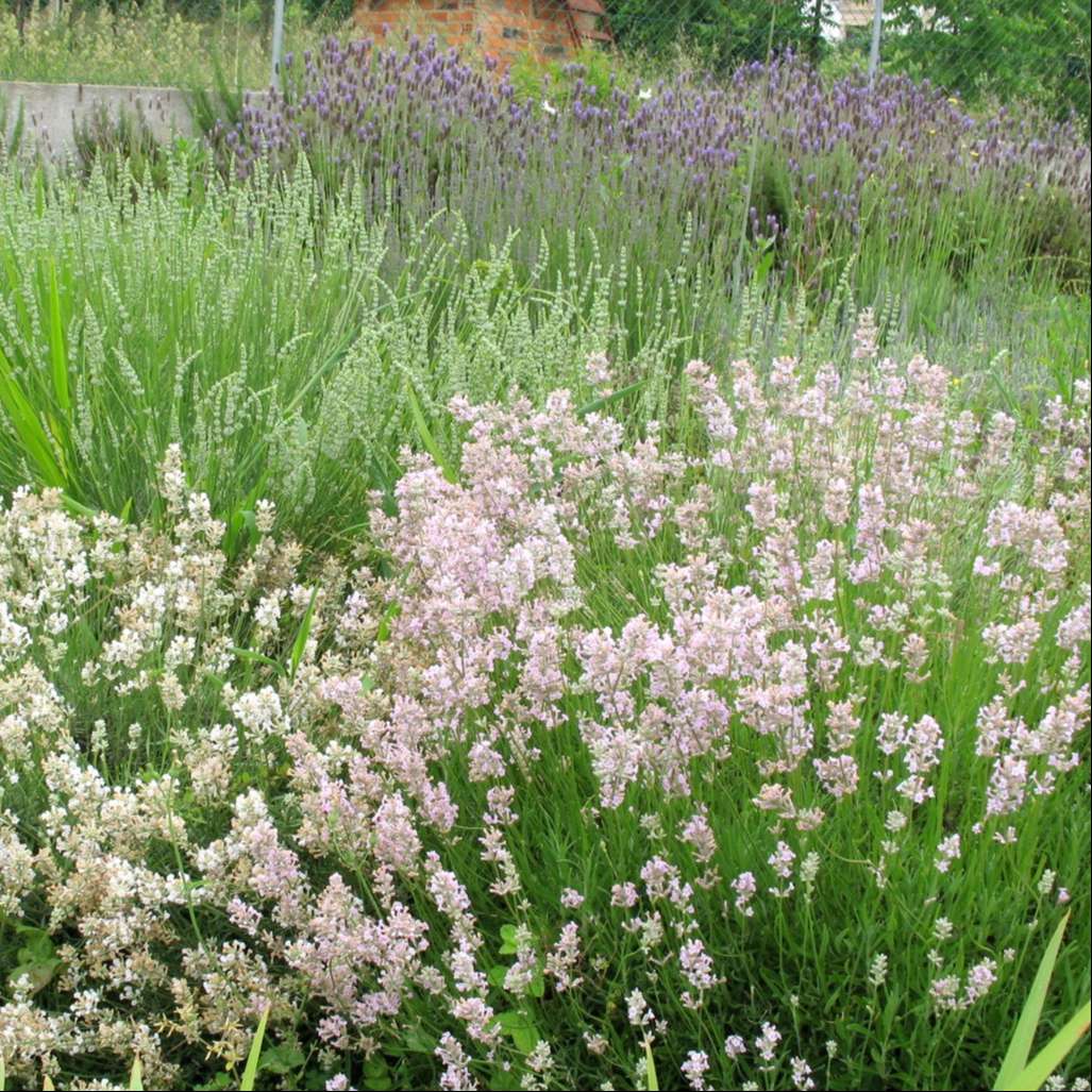 Lavandula Angustifolia Rosea grown sustainably and plastic free in my back garden, carbon neutral Organic Plant Nursery