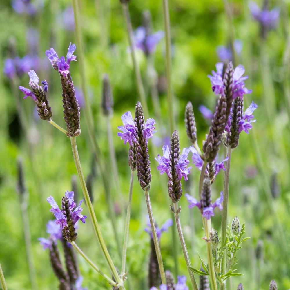 Lavandula Multifida grown sustainably and plastic free in my back garden, carbon neutral Organic Plant Nursery