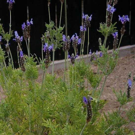 Lavandula Multifida grown sustainably and plastic free in my back garden, carbon neutral Organic Plant Nursery