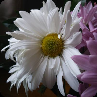 Leucanthemum - Shasta Daisy. grown sustainably and plastic free in my back garden, carbon neutral Organic Plant Nursery