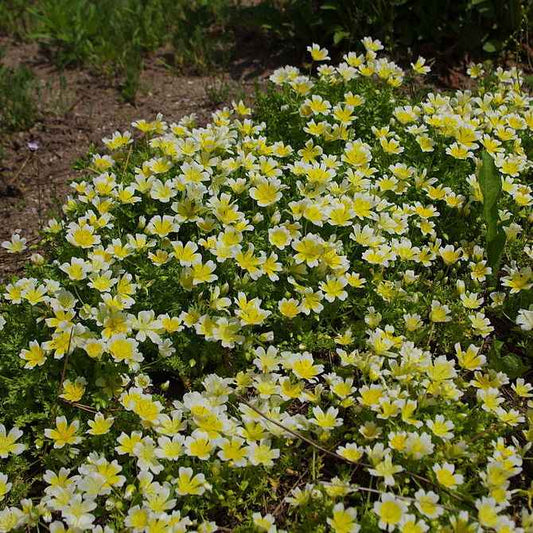 Limnanthes Douglasii grown sustainably and plastic free in my back garden, carbon neutral Organic Plant Nursery