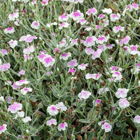 Lychnis corona Oculata, in bloom, grown sustainably at Organic Plant Nursery#