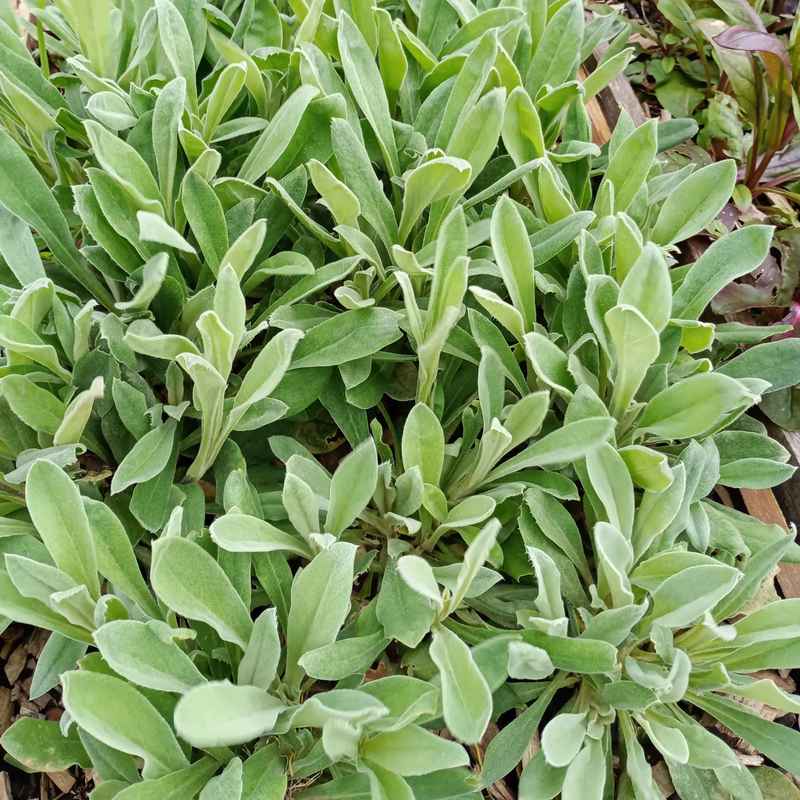 Lychnis coronaria 'Oculata' grown sustainably and plastic free in my back garden, carbon neutral Organic Plant Nursery