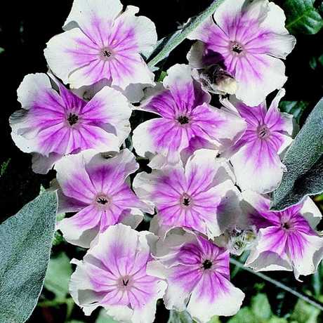 Lychnis coronaria 'Oculata' grown sustainably and plastic free in my back garden, carbon neutral Organic Plant Nursery