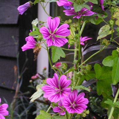 Malva Sylvestris 'Mystic Merlin' grown sustainably and plastic free in my back garden, carbon neutral Organic Plant Nursery