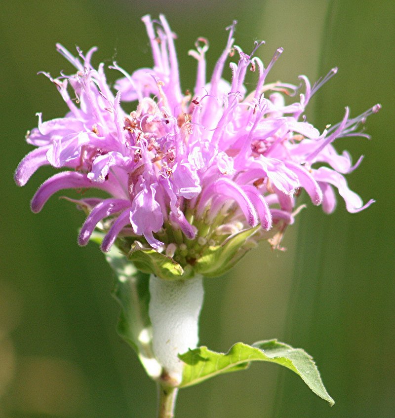 Monarda Didyma grown plastic free at organic plant nursery