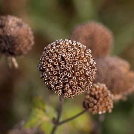 Monarda Didyma seedheads, grown plastic free at organic plant nursery