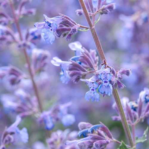 Nepeta mussinii grown sustainably and plastic free in my back garden, carbon neutral Organic Plant Nursery