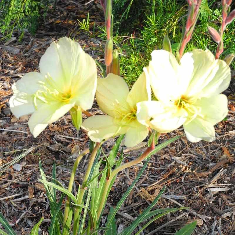 Oenothera Sunset Boulevard - Organic Plant Nursery