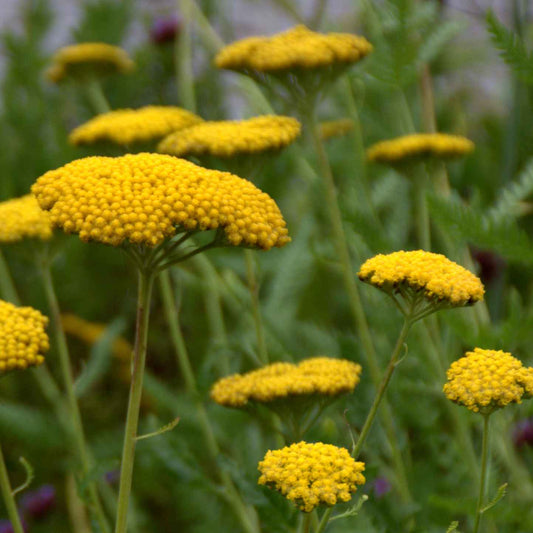 Achillea Filipendulina 'Parker's Variety' grown sustainably and plastic free in my back garden, carbon neutral Organic Plant Nursery