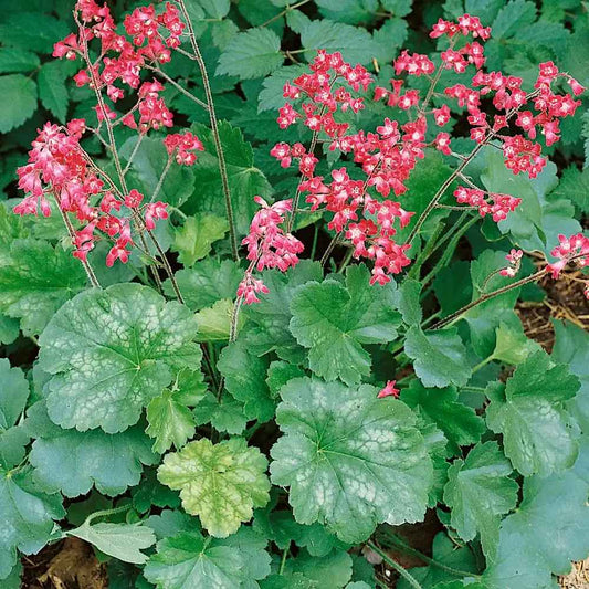Heuchera Sanguinea Firefly grown sustainably and plastic free in my back garden, carbon neutral Organic Plant Nursery