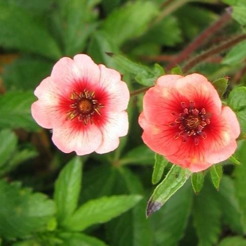 Potentilla Melton Fire grown sustainably and plastic free in my back garden, carbon neutral Organic Plant Nursery