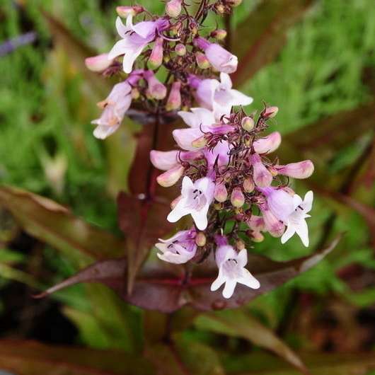 Penstemon digitalis 'Mystica' grown sustainably and plastic free in my back garden, carbon neutral Organic Plant Nursery