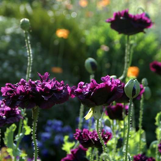 Papaver paeoniflorum - Poppy grown sustainably and plastic free in my back garden, carbon neutral Organic Plant Nursery