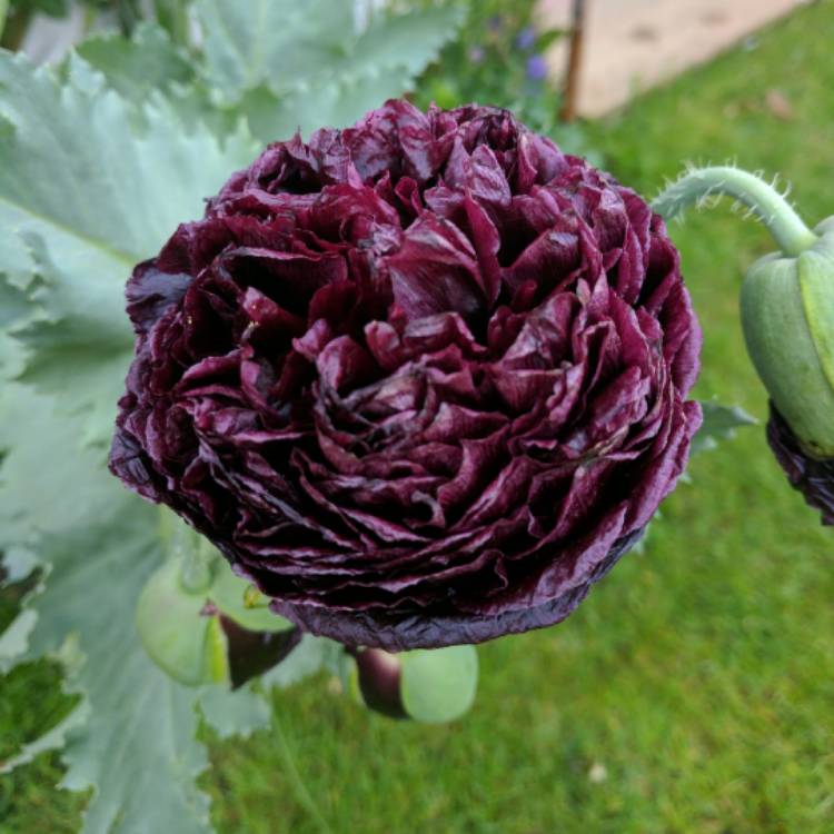 Papaver paeoniflorum - Poppy grown sustainably and plastic free in my back garden, carbon neutral Organic Plant Nursery
