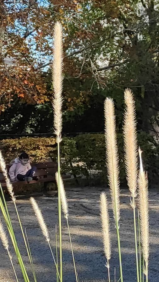 Pennisetum macrourum grown sustainably and plastic free in my back garden, carbon neutral Organic Plant Nursery