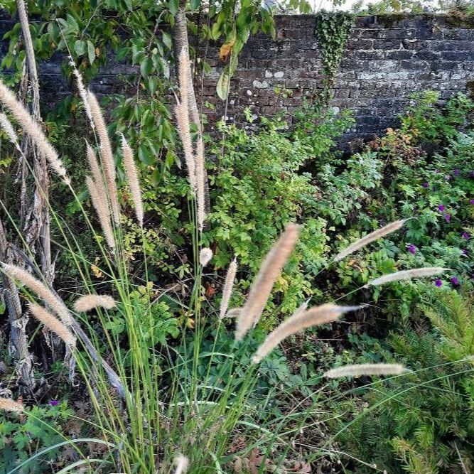 Pennisetum macrourum grown sustainably and plastic free in my back garden, carbon neutral Organic Plant Nursery