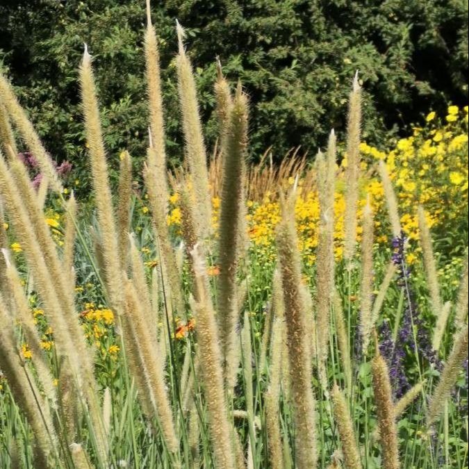 Pennisetum macrourum grown sustainably and plastic free in my back garden, carbon neutral Organic Plant Nursery