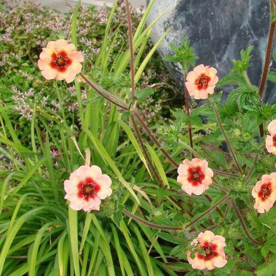 Potentilla Melton Fire grown sustainably and plastic free in my back garden, carbon neutral Organic Plant Nursery