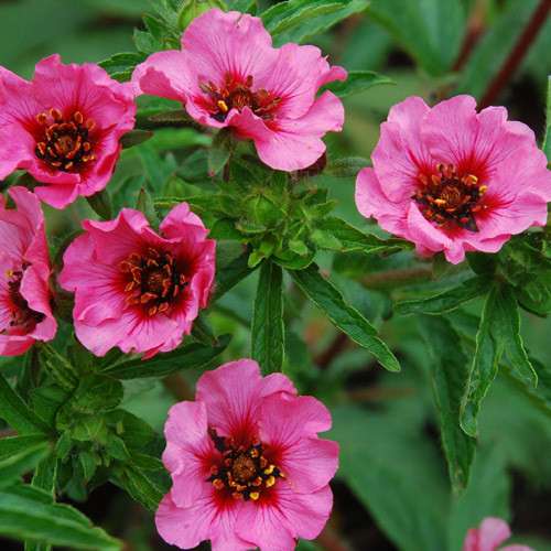Potentilla nepalensis ‘Helen Jane’ grown sustainably and plastic free in my back garden, carbon neutral Organic Plant Nursery