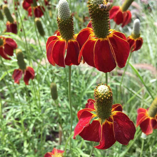 Ratibida columnifera 'Red Midget' grown sustainably and plastic free in my back garden, carbon neutral Organic Plant Nursery