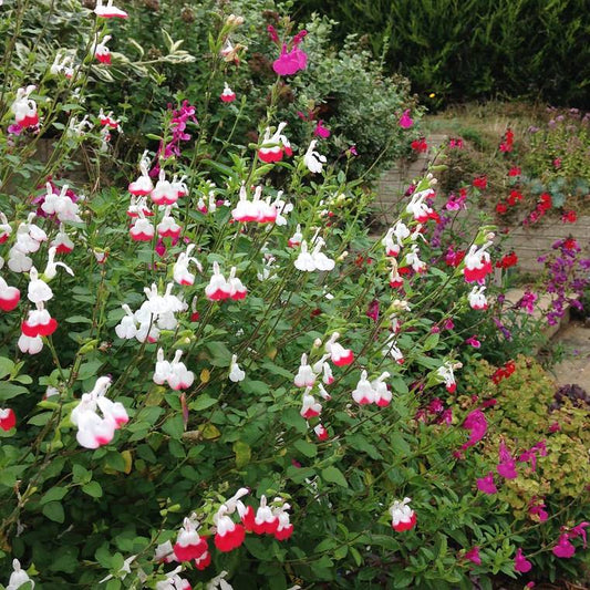 Salvia Hot Lips grown sustainably and plastic free in my back garden, carbon neutral Organic Plant Nursery