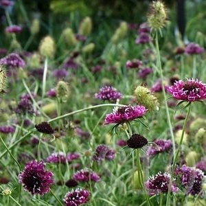 Field of purple scabiosa 'Beaujolais Bonnets' flowers grown at organic plant nursery, plastic free plants