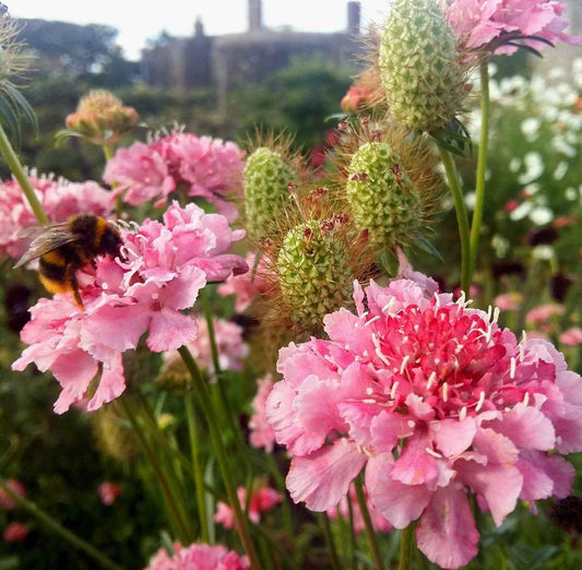 Salmon queen Scabiosa - grown plastic free at Organic Plant Nursery