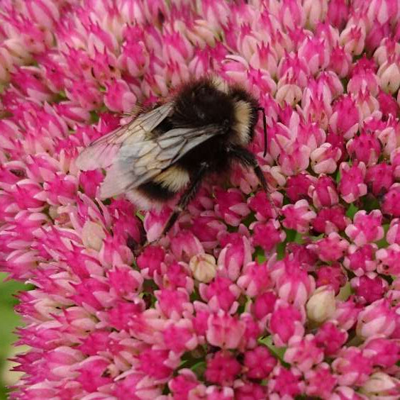 Sedum 'Autumn Joy grown sustainably at organicplantnursery