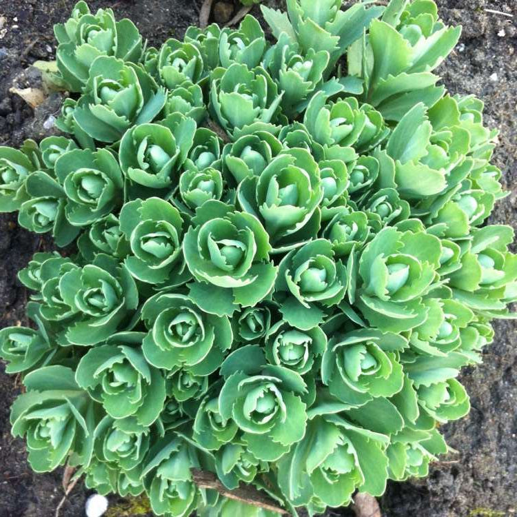 Sedum 'Autumn Joy grown sustainably at organicplantnursery